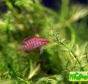 Badis badis
