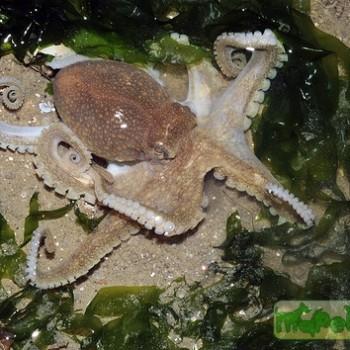 Octopus sp.