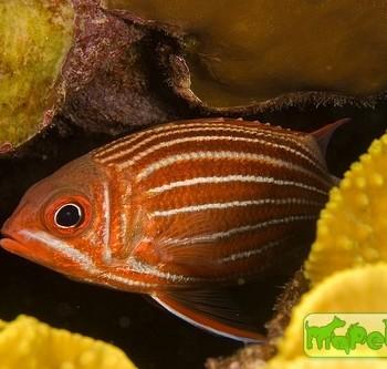 Sargocentron diadema