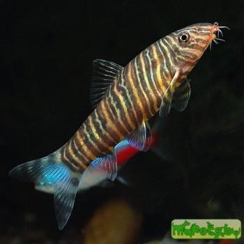 Botia striata