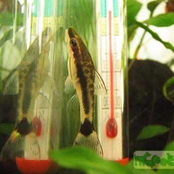 Otocinclus vittatus
