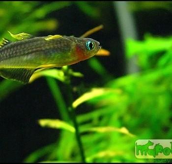 Pseudomugil furcatus