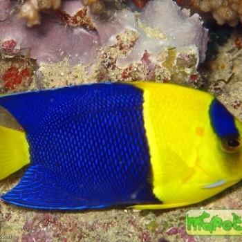 Centropyge bicolor