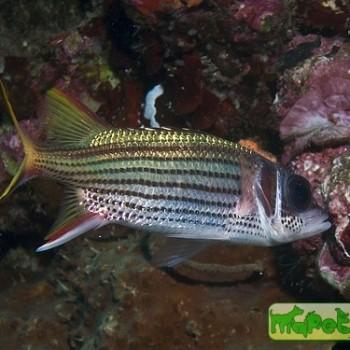 Neoniphon sammara