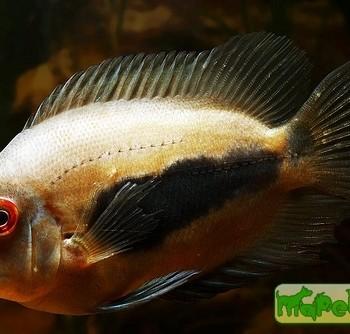 Uaru amphiacanthoides