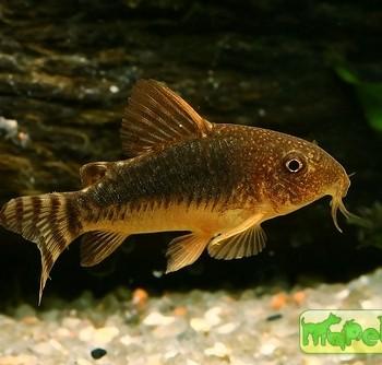 Corydoras elegans