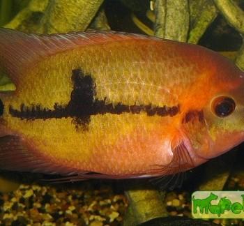 Hypselecara temporalis