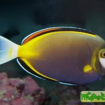 Acanthurus japonicus