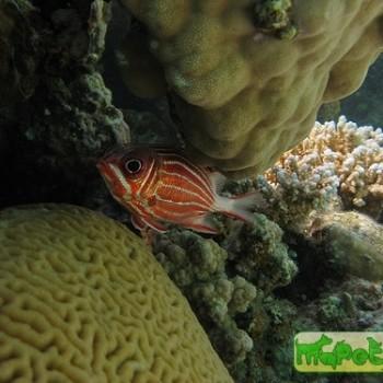 Sargocentron rubrum