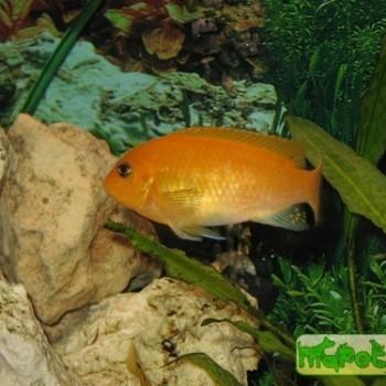 Melanochromis auratus
