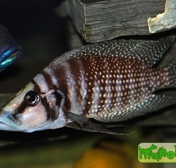Altolamprologus calvus