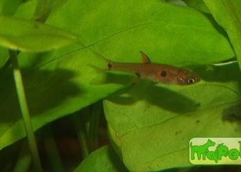Boraras micros