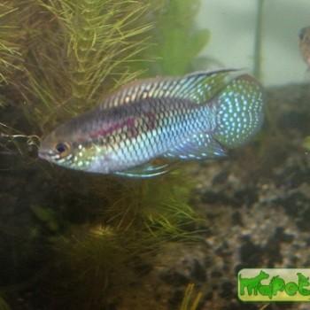Laetacara curviceps