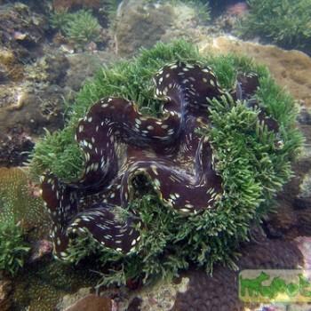 Tridacna sp.