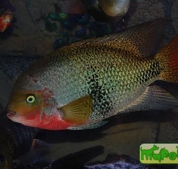 Vieja maculicauda