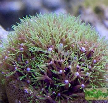 Briareum sp.