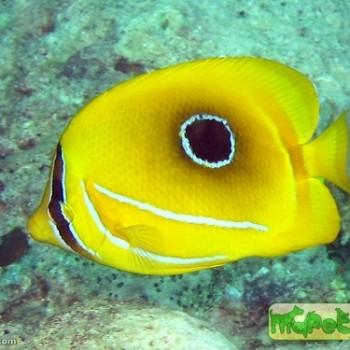 Chaetodon bennetti