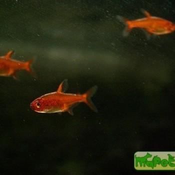 Hyphessobrycon amandae