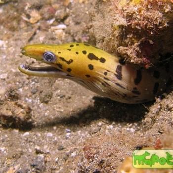 Gymnothorax fimbriatus