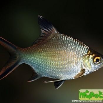 Barbonymus schwanenfeldii (Barbus schwanefeldi)