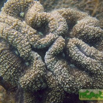 Lobophyllia sp.