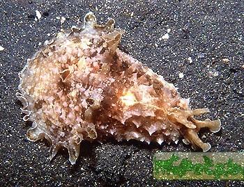 Dolabella auricularia
