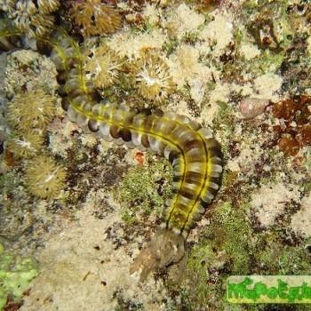 Synapta maculata