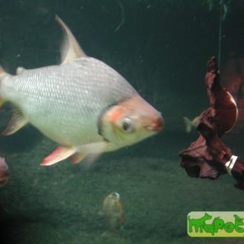 Semaprochilodus insignis
