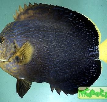 chaetodontoplus chrysocephalus