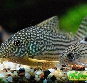 Corydoras julii