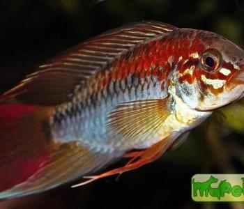 Apistogramma macmasteri