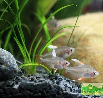 Hyphessobrycon rosaceus
