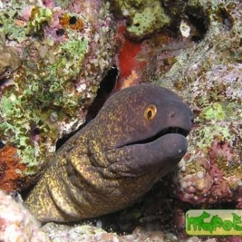 Gymnothorax flavimarginatus