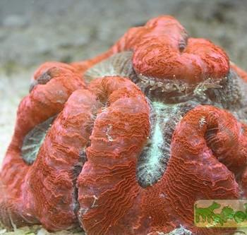 Trachyphyllia geoffroyi