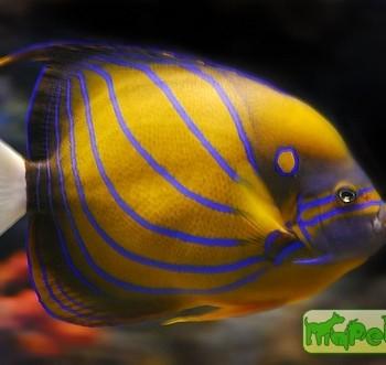 Pomacanthus annularis