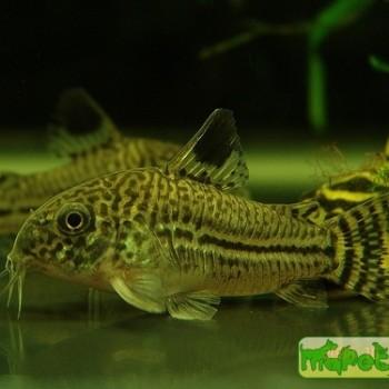Corydoras trilineatus