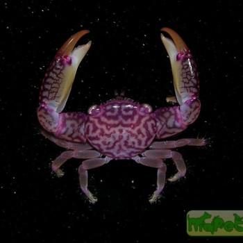 Trapezia sp.