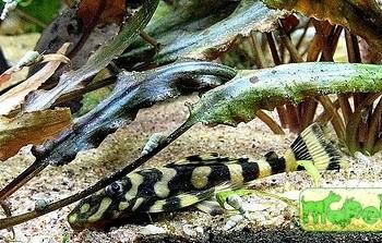 Dekeyseria pulchra