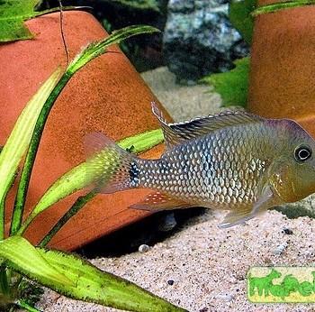 Geophagus steindachneri