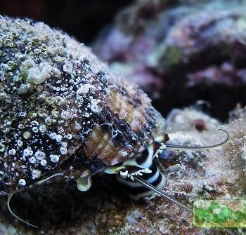 Trochus virgatus