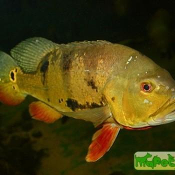 Cichla ocellaris