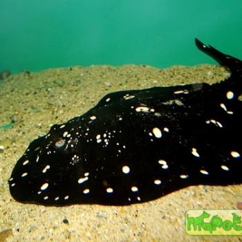Potamotrygon henlei