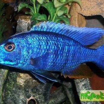 Sciaenochromis ahli