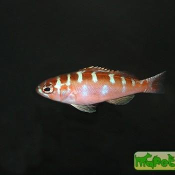 Serranus tortugarum