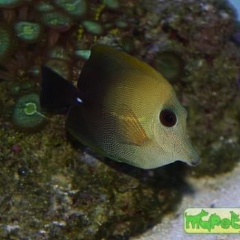 Zebrasoma scopas