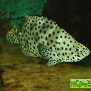 Cromileptes altivelis