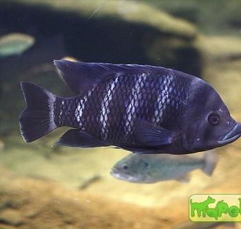 Tilapia buttikoferi