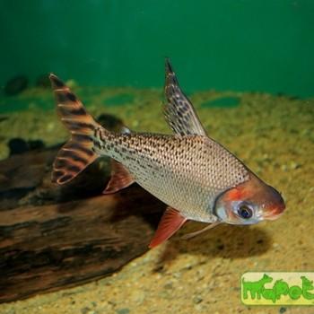 Semaprochilodus taeniurus