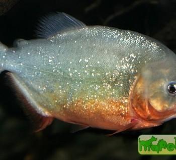 Pygocentrus nattereri (Serrasalmus nattereri)
