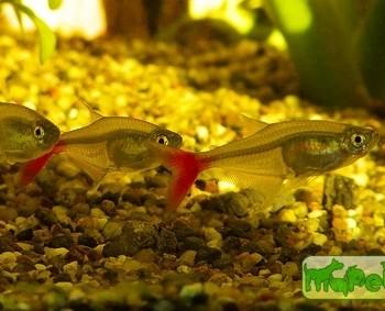 Prionobrama filigera